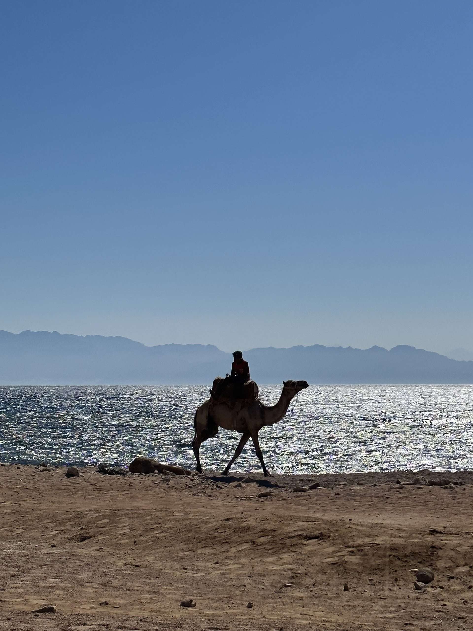 Dahab, Egypt Freediving Camp 2026 7 IMG 6637 2 scaled