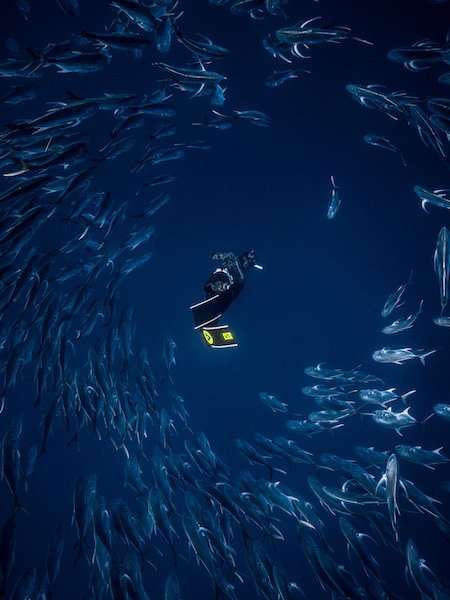 Alchemy S Fins 20 Alchemy S Fins - Image 20