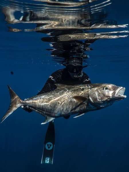 Alchemy S-30 Fins 22 Alchemy S-30 Fins - Image 22